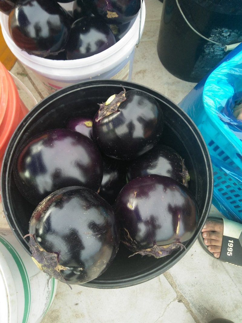 茄子新乐市茄子8月份大量上市需要的联系我随到随装车