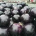 茄子新乐市茄子8月份大量上市需要的联系我随到随装车