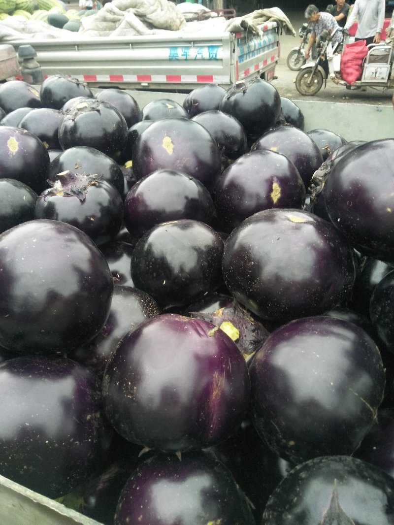茄子新乐市茄子8月份大量上市需要的联系我随到随装车