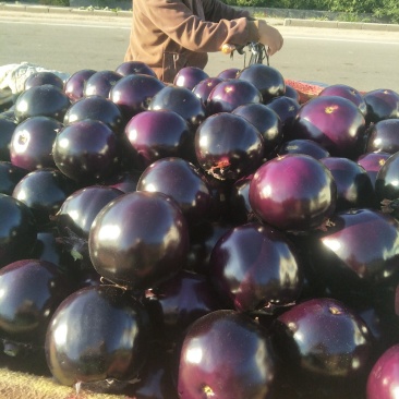 茄子新乐市茄子8月份大量上市需要的联系我随到随装车