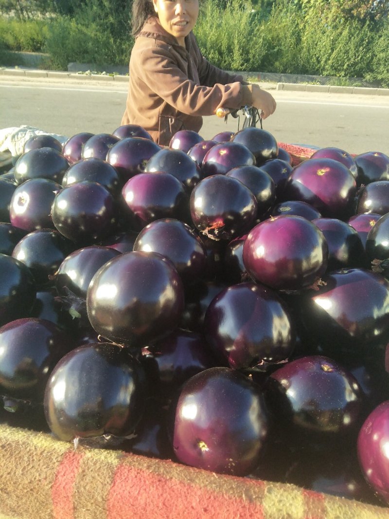 茄子新乐市茄子8月份大量上市需要的联系我随到随装车
