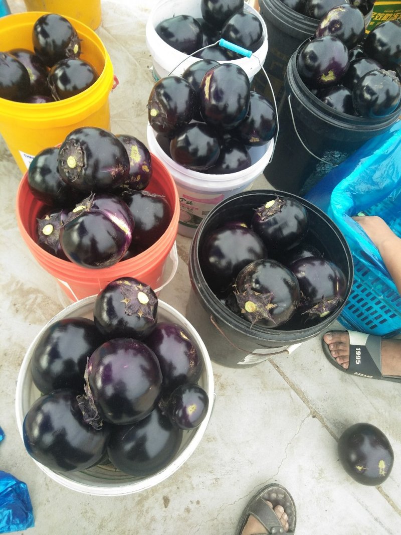 茄子新乐市茄子8月份大量上市需要的联系我随到随装车