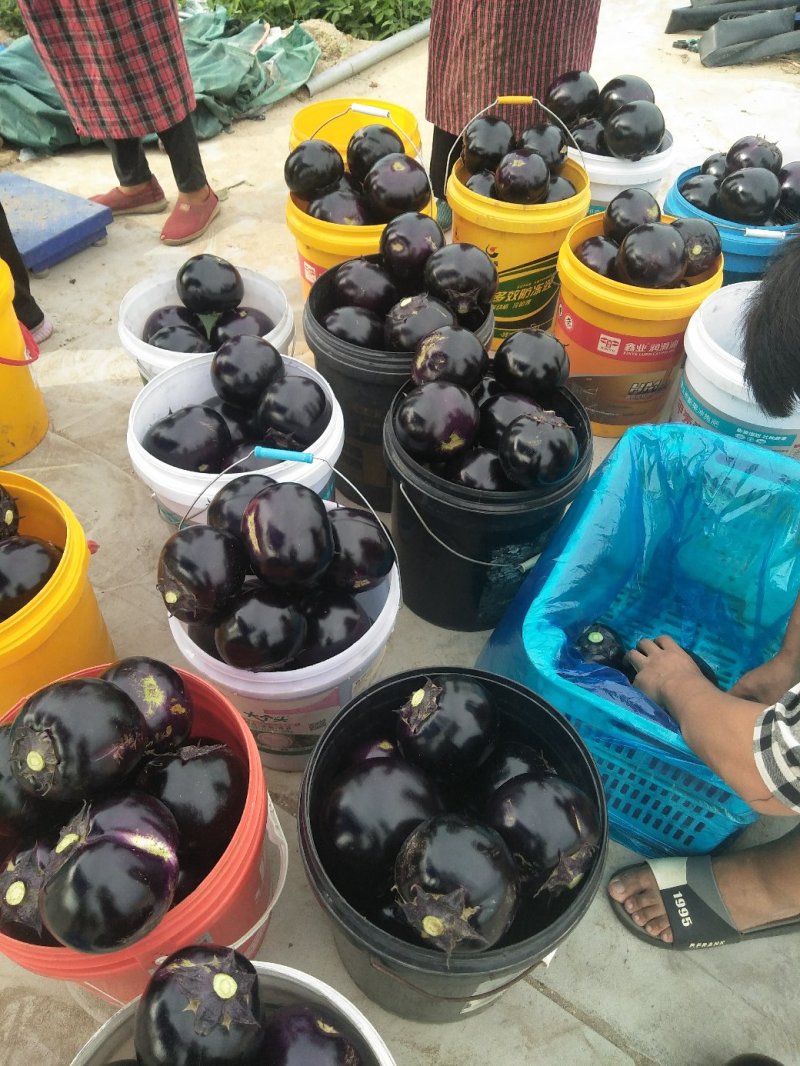 茄子新乐市茄子8月份大量上市需要的联系我随到随装车