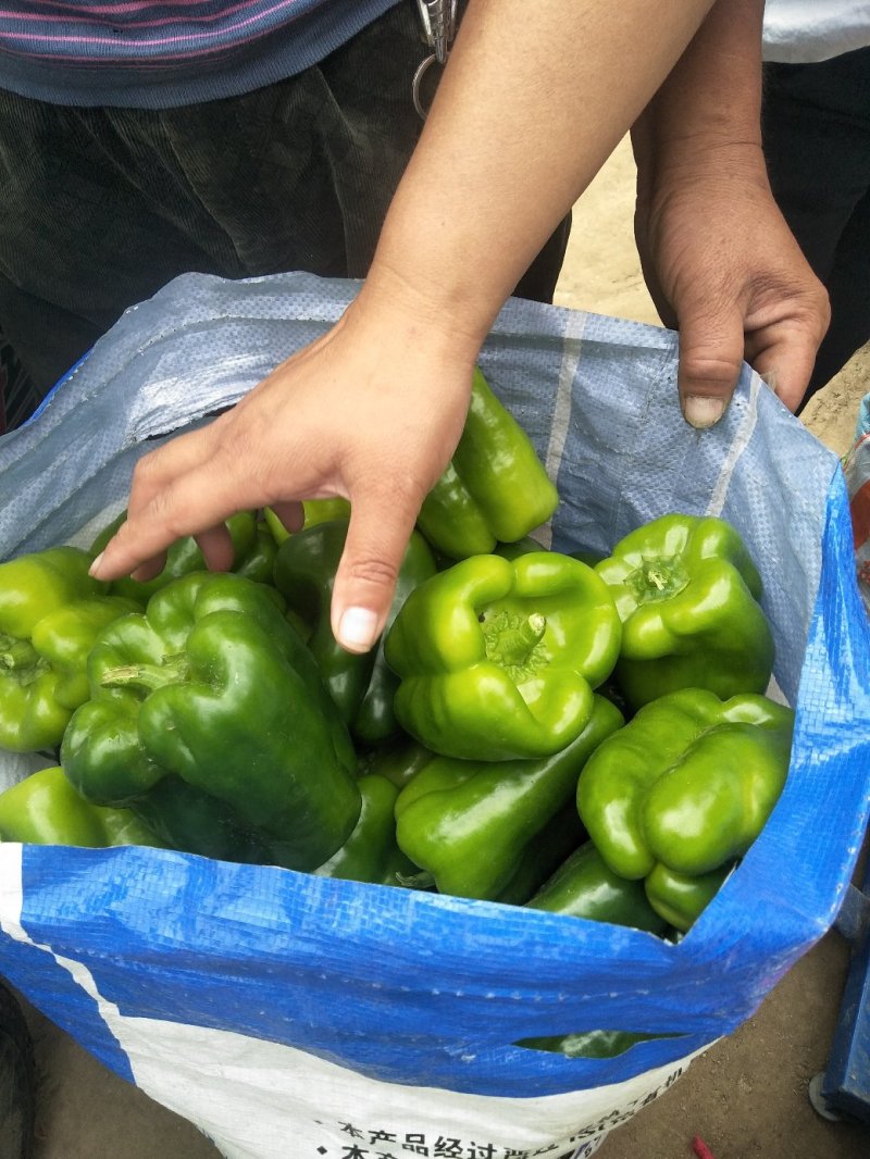 青椒新乐市青椒上市了需要的联系我欢迎你的到来