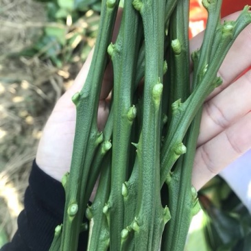 泰国绿翡翠青皮西施柚枝条，基地直供，品种纯正，量大从优
