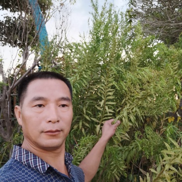 一枝黄花
