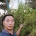一枝黄花