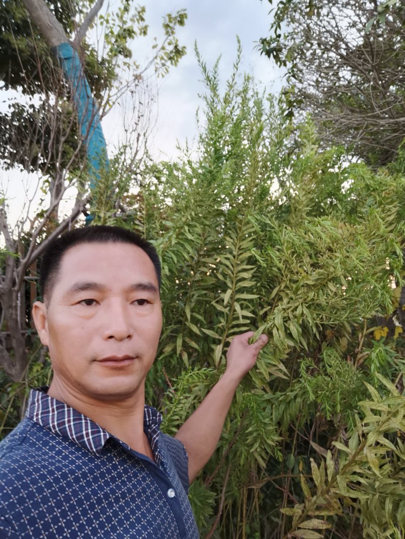 一枝黄花