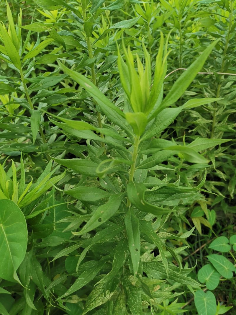 一枝黄花