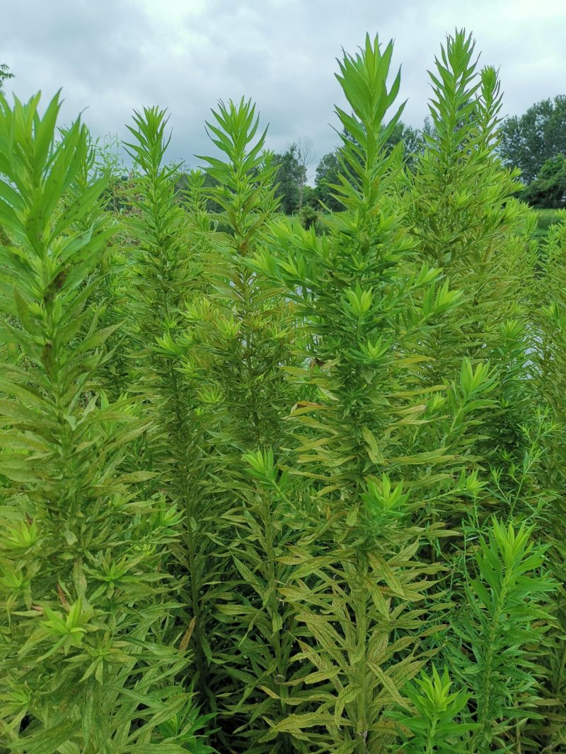 一枝黄花