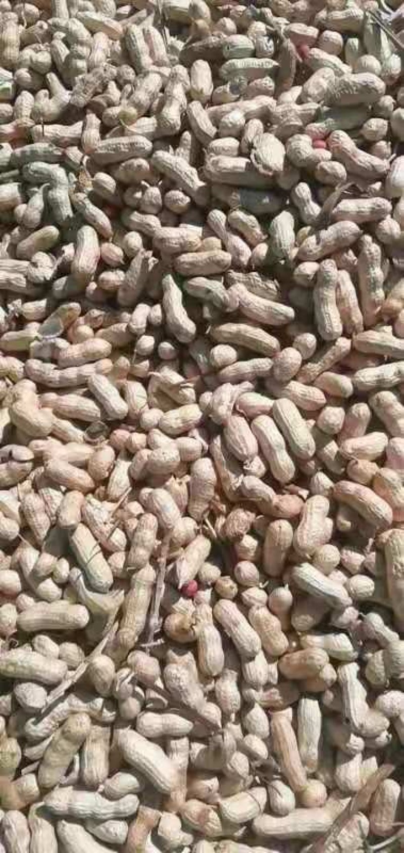 吉林优质花生干湿规格齐全基地直供欢迎各位朋友选购