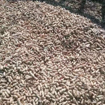 吉林优质花生干湿规格齐全基地直供欢迎各位朋友选购