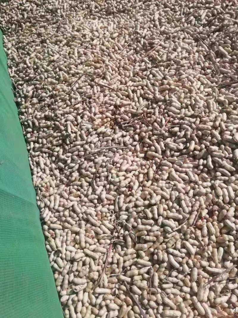 吉林优质花生干湿规格齐全基地直供欢迎各位朋友选购