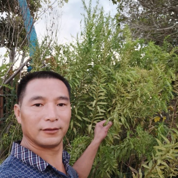 一枝黄花