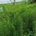 一枝黄花