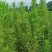 一枝黄花