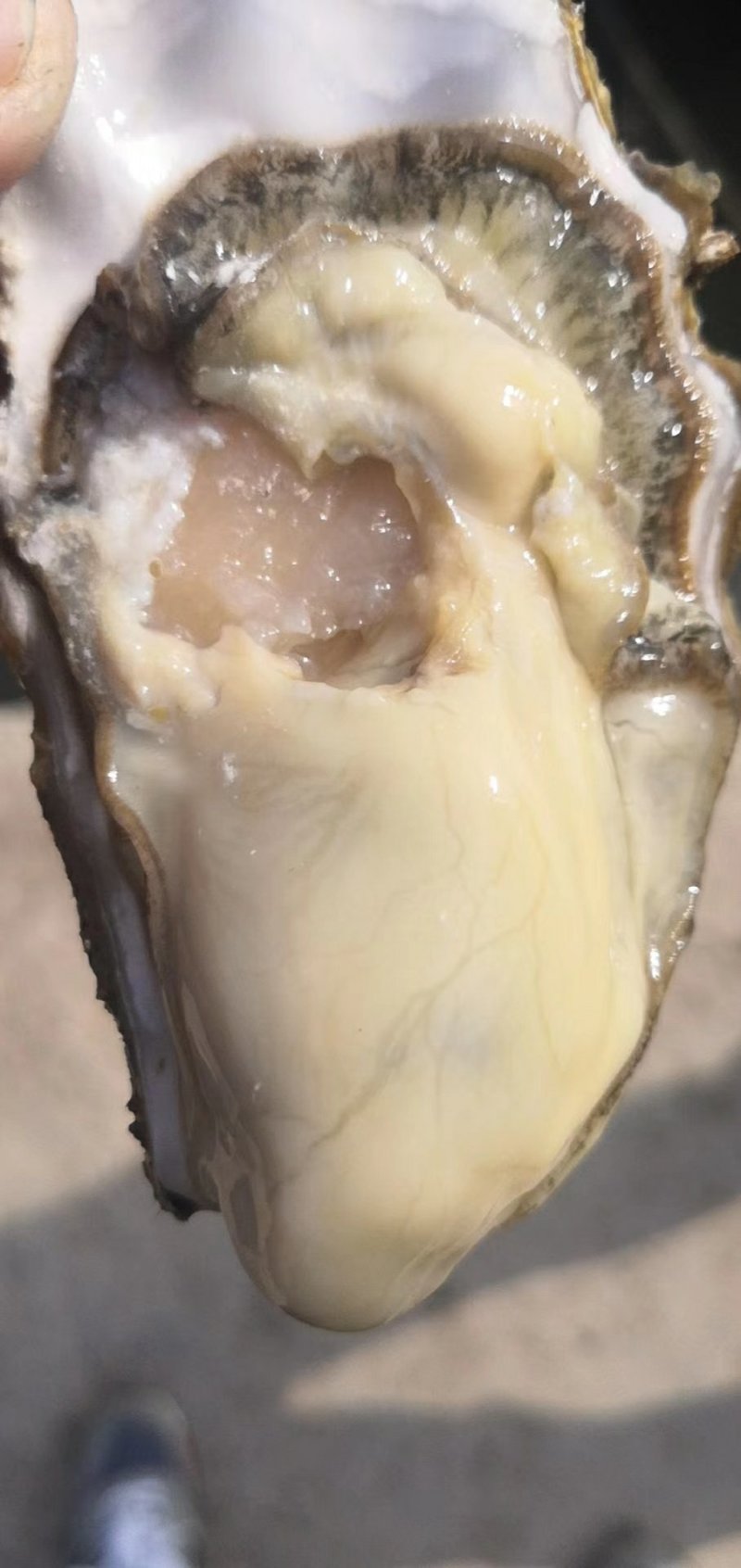 威海生蚝招代理