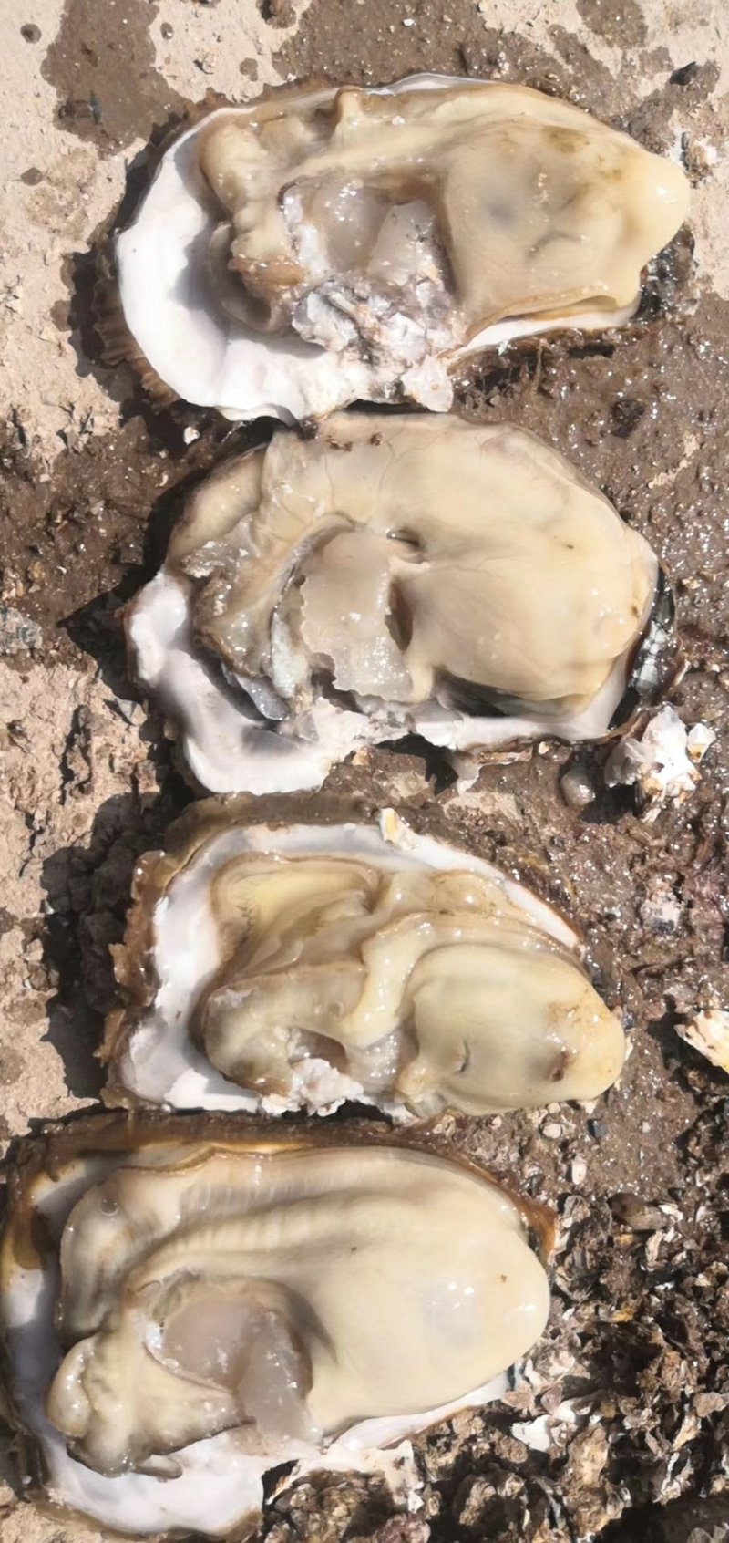 威海生蚝招代理