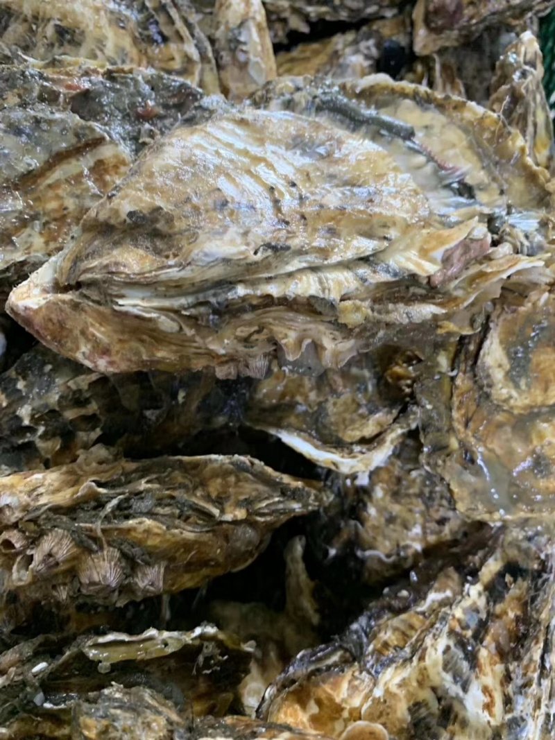 威海生蚝招代理