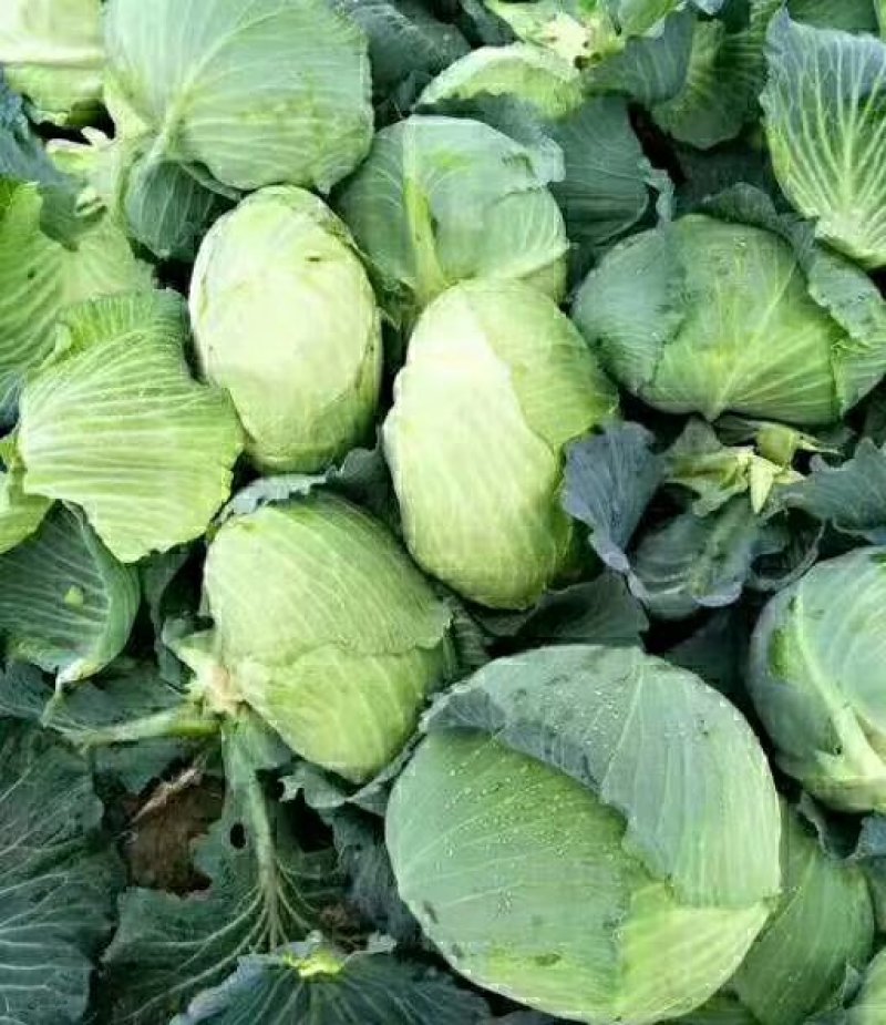 湖北潘家湾扁包菜2~3公斤、货源充足、价格合理、