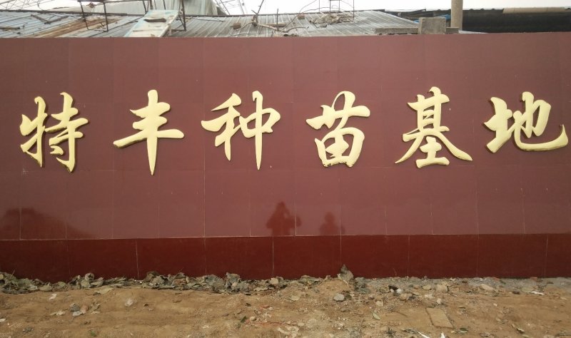丑八怪番茄苗口感西红柿口感型特色番茄苗特色大番茄苗
