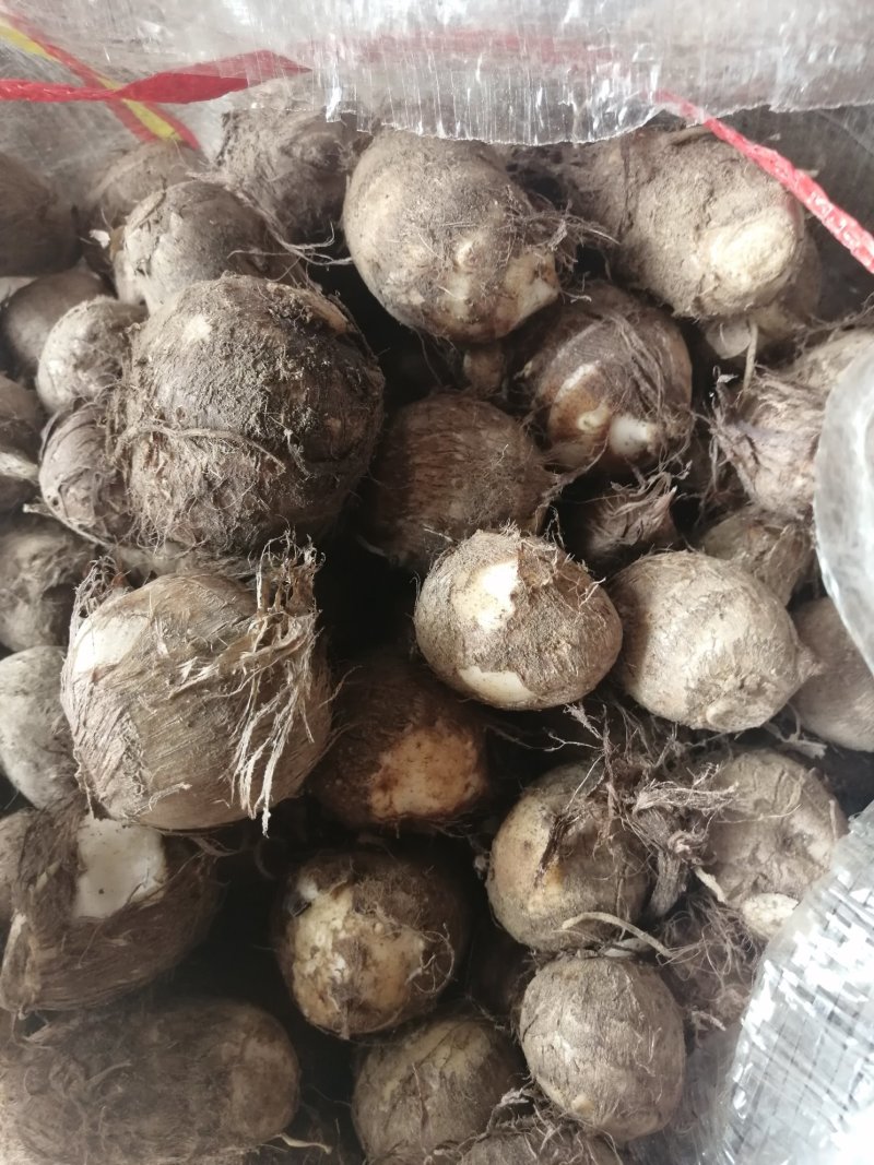 8520芋头，毛芋头，大球，中球，小球大量现货，货源充足