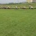 马尼拉草皮