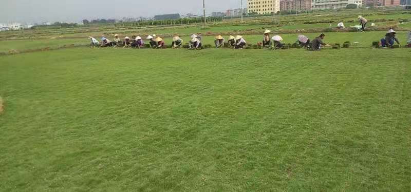 马尼拉草皮