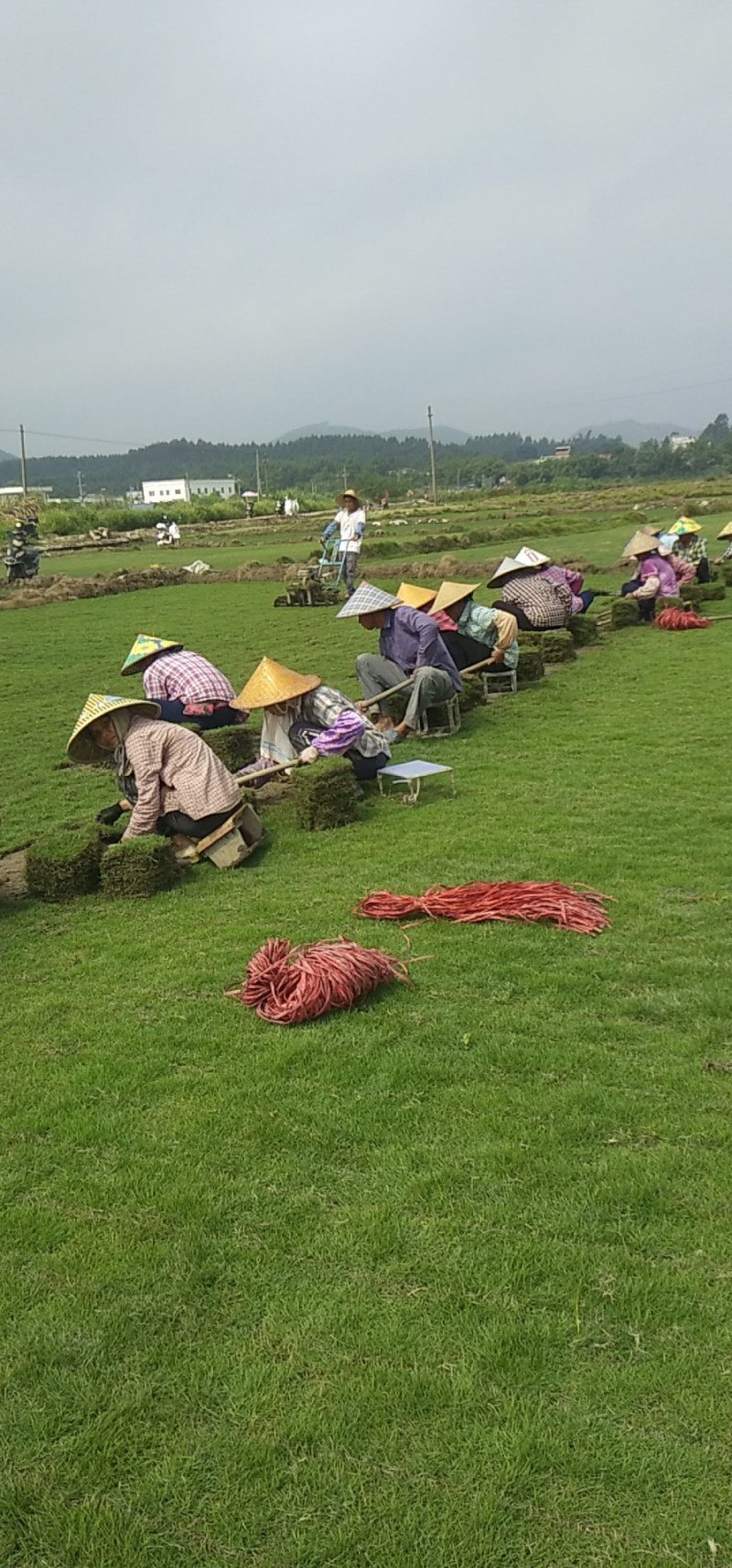 马尼拉草皮