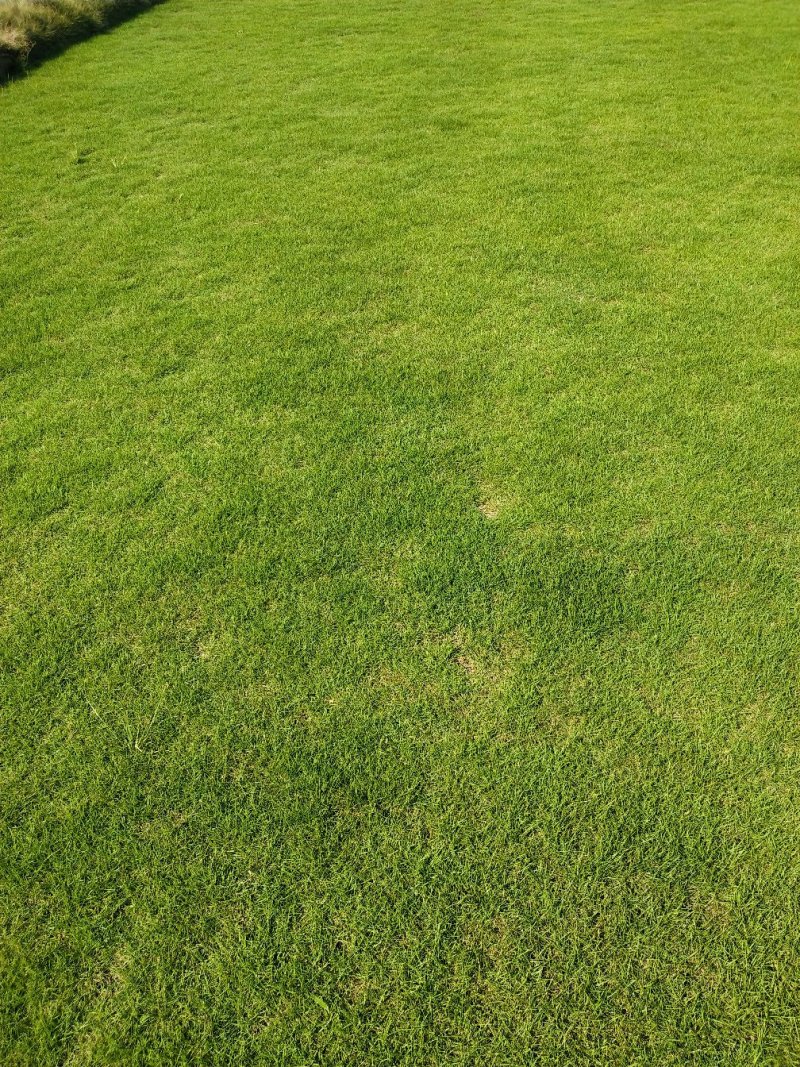 马尼拉草皮