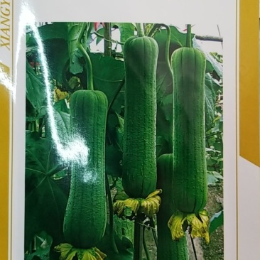 亚华翠绿丝瓜牛商推荐量大从优