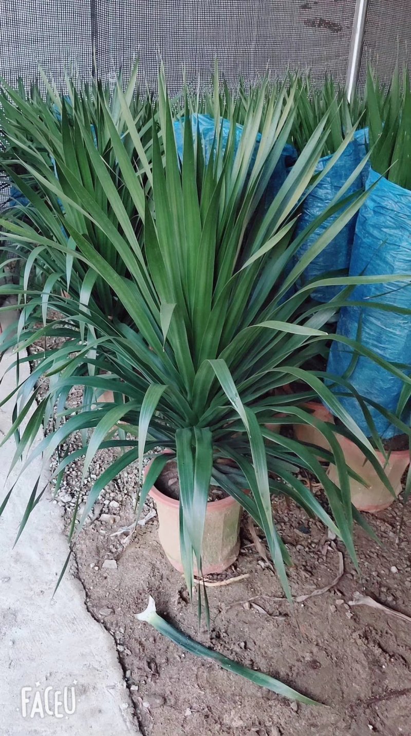 龙血树