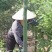 龙脑樟油(农业农村局督导种植，五年耕耘方有龙脑香叶加工)