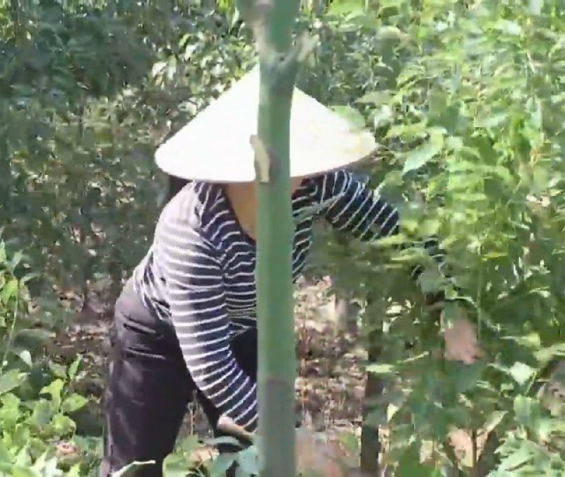 龙脑樟油(农业农村局督导种植，五年耕耘方有龙脑香叶加工)