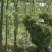 龙脑樟油(农业农村局督导种植，五年耕耘方有龙脑香叶加工)