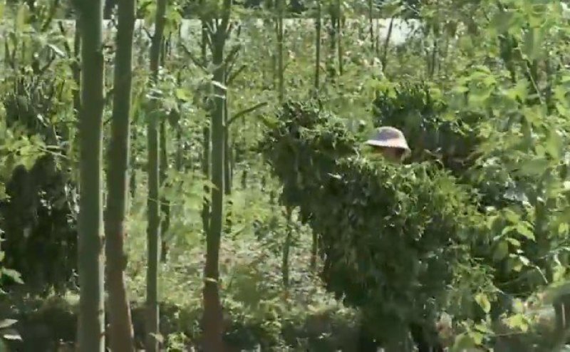 龙脑樟油(农业农村局督导种植，五年耕耘方有龙脑香叶加工)