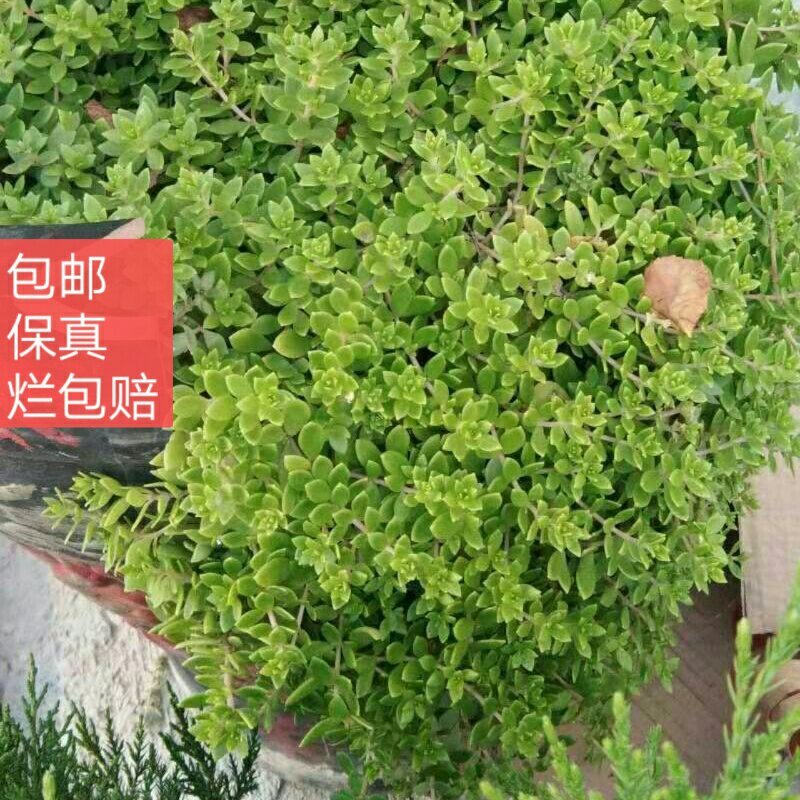 精品垂盆草