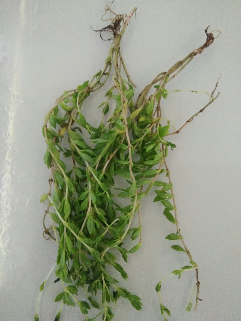 精品垂盆草