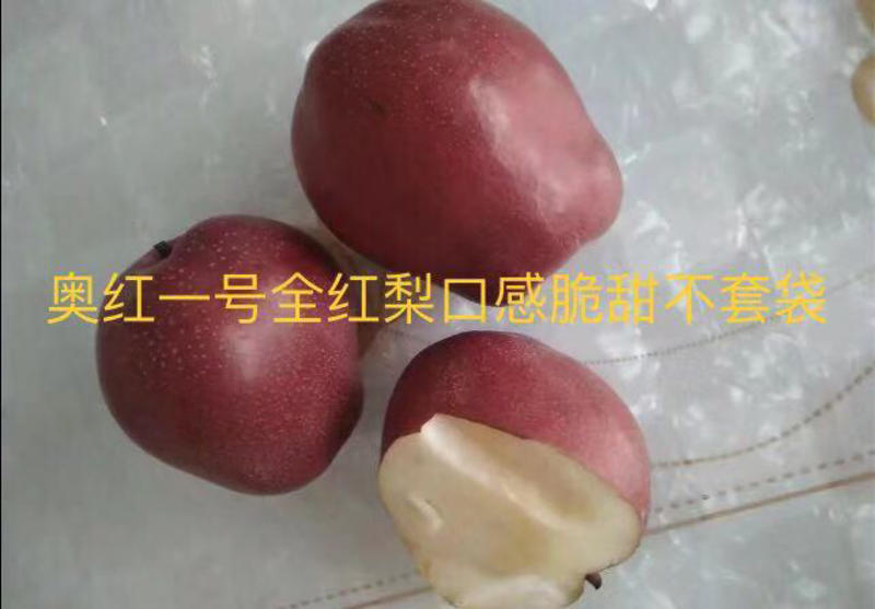 奥红一号全红梨苗大量销售中品种纯成活率高