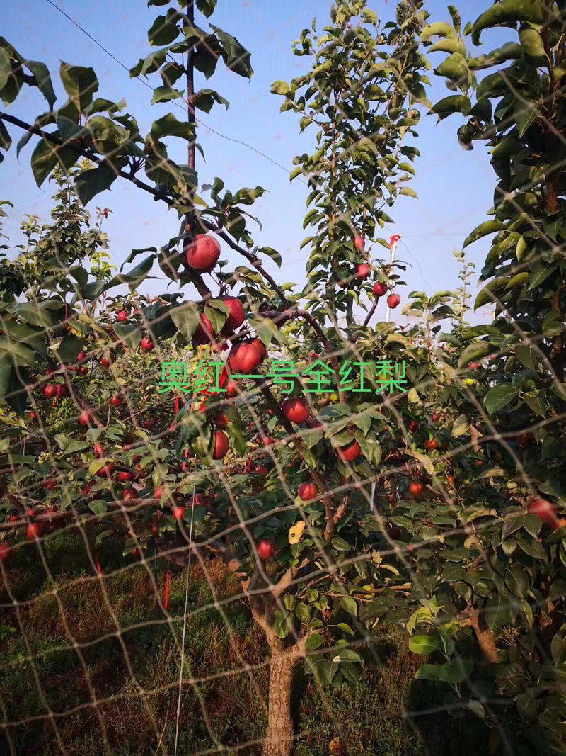 奥红一号全红梨苗大量销售中品种纯成活率高