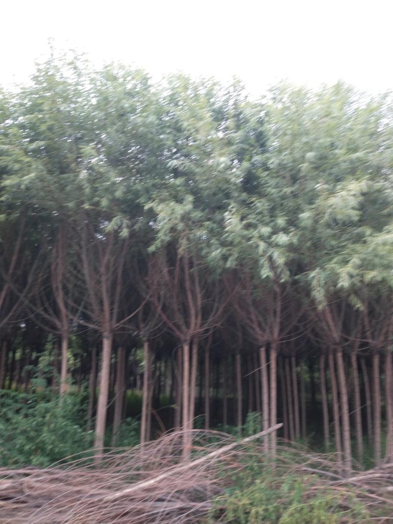 柳树