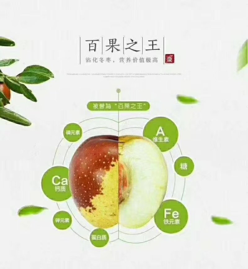 正宗沾化冬枣