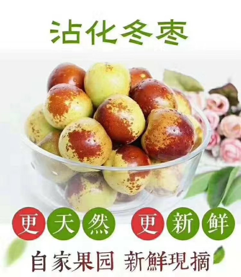 正宗沾化冬枣