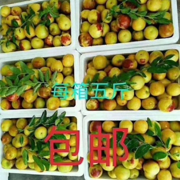 正宗沾化冬枣