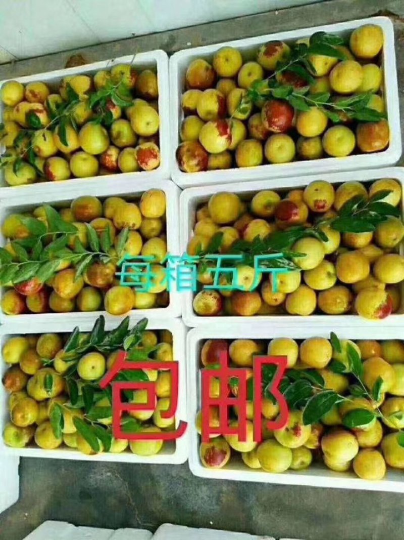 正宗沾化冬枣