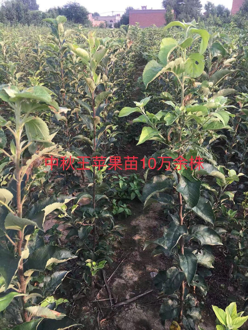 中秋王苹果苗2年生大量销售中，10万株大量供应