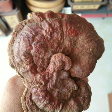 伏牛山深山纯灵芝，少量有货