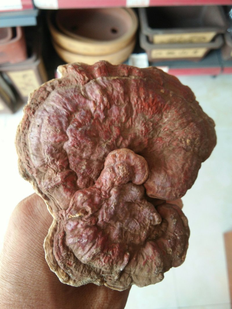 伏牛山深山纯灵芝，少量有货