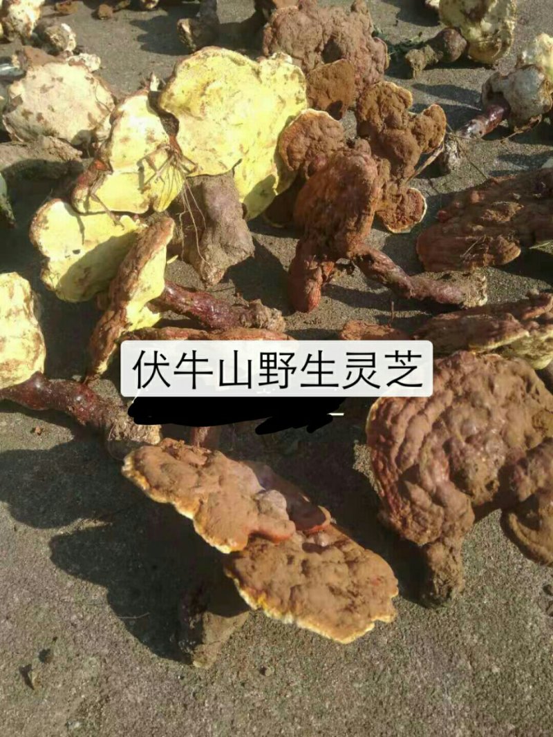 伏牛山深山纯灵芝，少量有货
