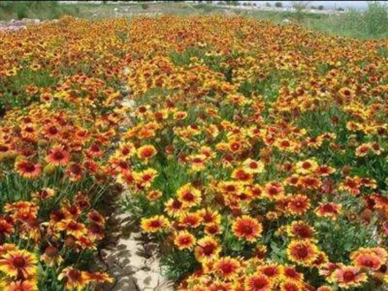 勋章菊种子四季易种易活花海公园庭院